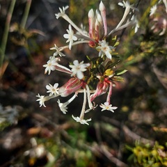 Gnidia pinifolia