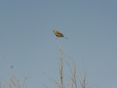 Emberiza calandra