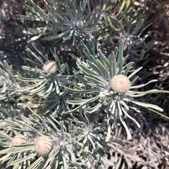 Leucospermum tomentosum