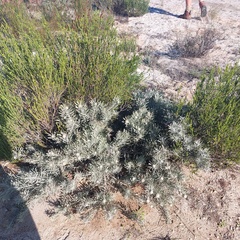 Leucospermum tomentosum