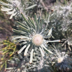 Leucospermum tomentosum