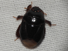 Cyrtomenus