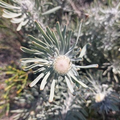 Leucospermum tomentosum