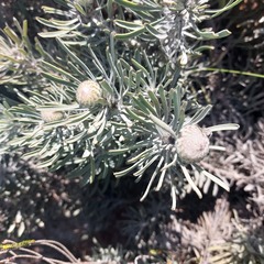 Leucospermum tomentosum