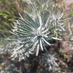 Leucospermum tomentosum