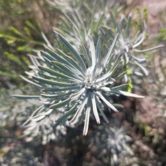 Leucospermum tomentosum