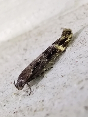 Mompha sturnipennella