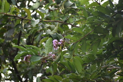 Lagerstroemia speciosa