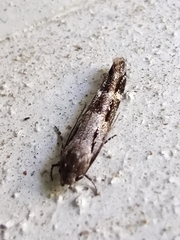 Mompha sturnipennella