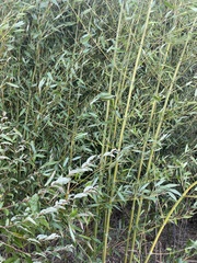 Bambusa vulgaris