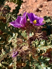 Solanum petrophilum
