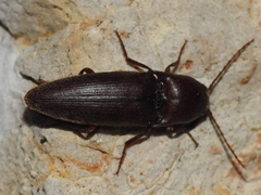 Diplostethus