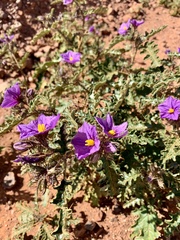 Solanum petrophilum