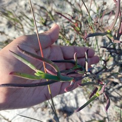 Ruschia tecta