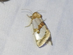 Schinia chrysellus