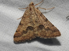 Frederickia s-signata