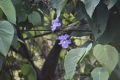 Thunbergia grandiflora