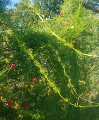 Ipomoea quamoclit