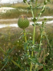Cirsium serrulatum