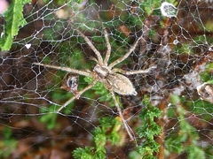 Allagelena gracilens