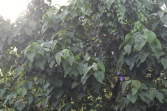 Thunbergia grandiflora