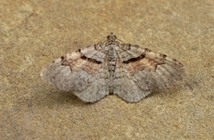 Xanthorhoe packardata