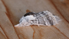 Tolype distincta