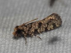 Amydria margoriella