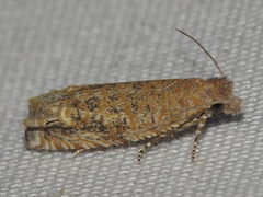 Pelochrista comatulana