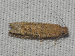 Pelochrista comatulana