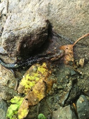 Desmognathus imitator