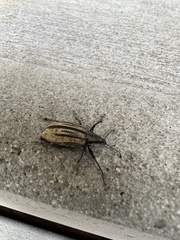 Diaprepes abbreviatus