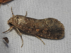 Spodoptera exigua