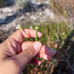 Lachnaea capitata