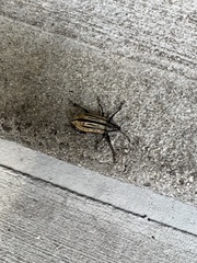 Diaprepes abbreviatus