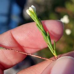 Lachnaea capitata
