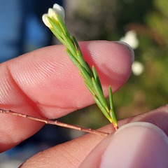 Lachnaea capitata