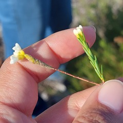 Lachnaea capitata