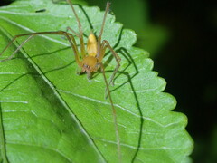 Tetragnatha extensa