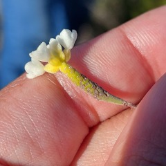 Lachnaea capitata