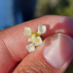 Lachnaea capitata