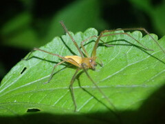 Tetragnatha extensa