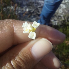 Lachnaea capitata