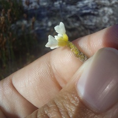 Lachnaea capitata