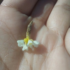 Lachnaea capitata
