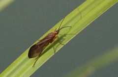 Anabolia