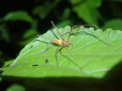 Tetragnatha extensa
