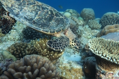 Eretmochelys imbricata