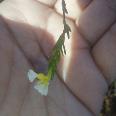 Lachnaea capitata