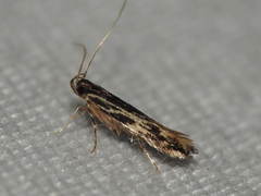 Eralea albalineella